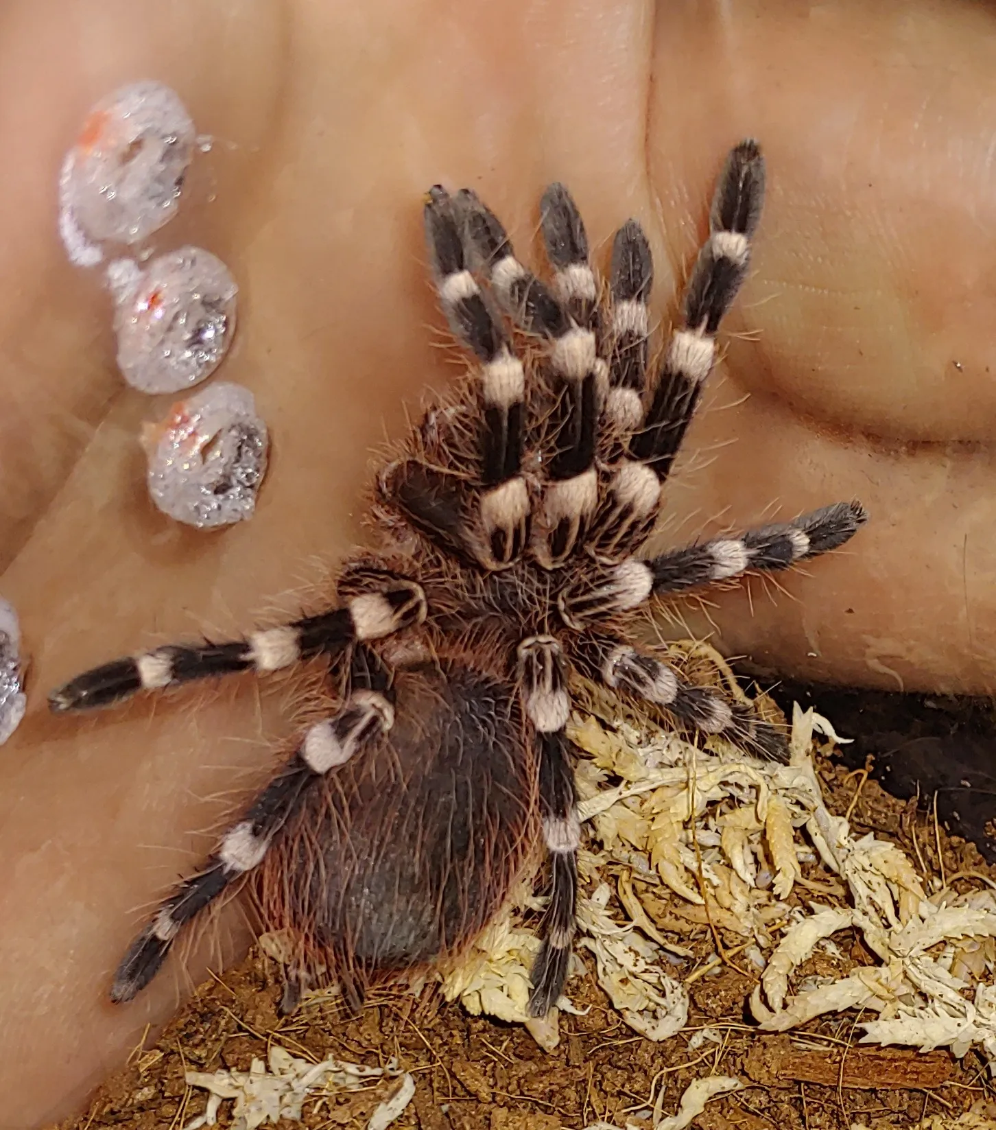 18220 tarantula care costs