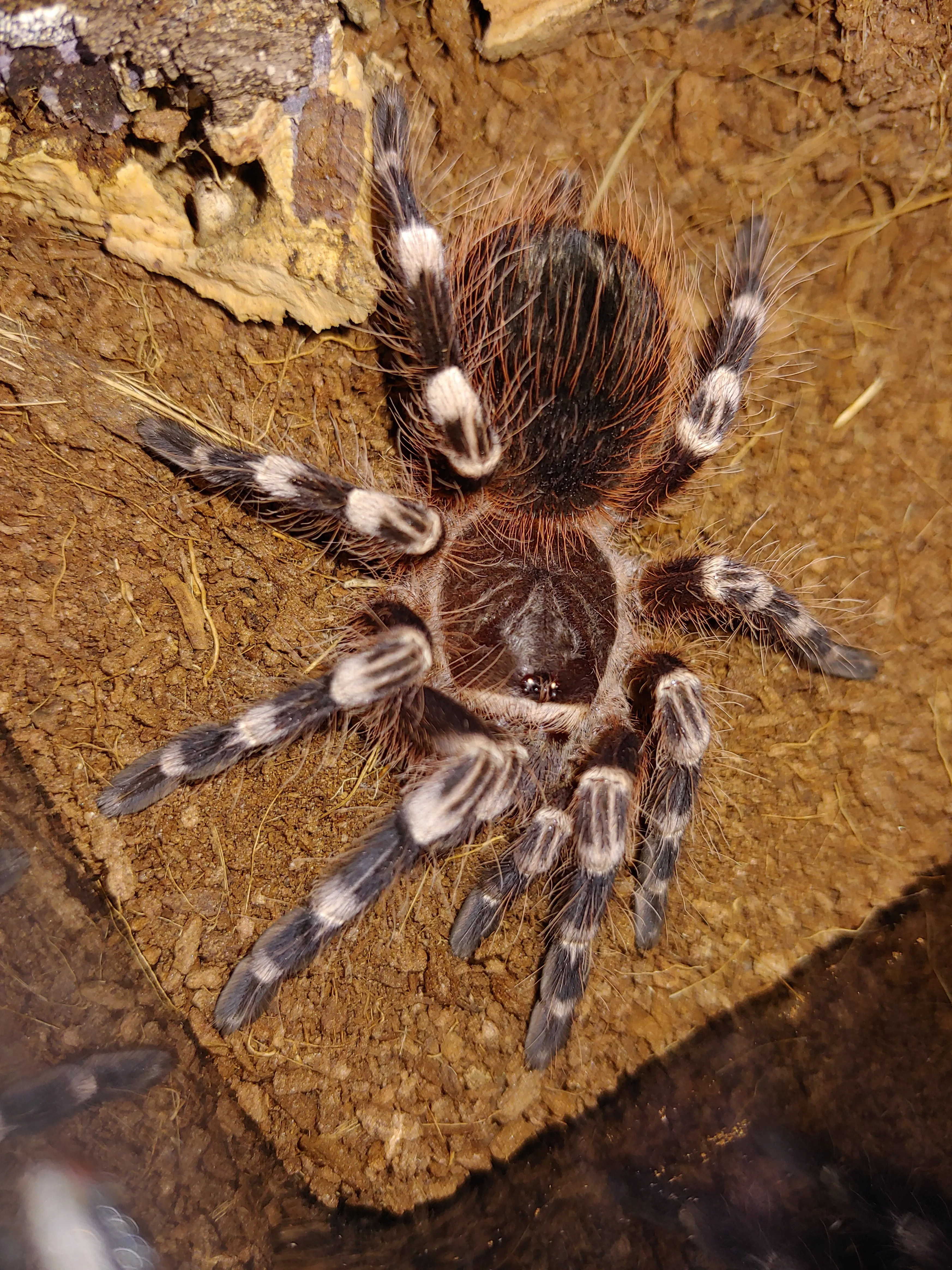 /img/18220-tarantula-enclosure.webp
