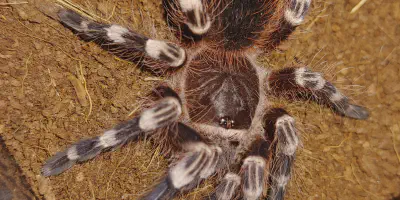 /img/18220-tarantula-enclosure.webp