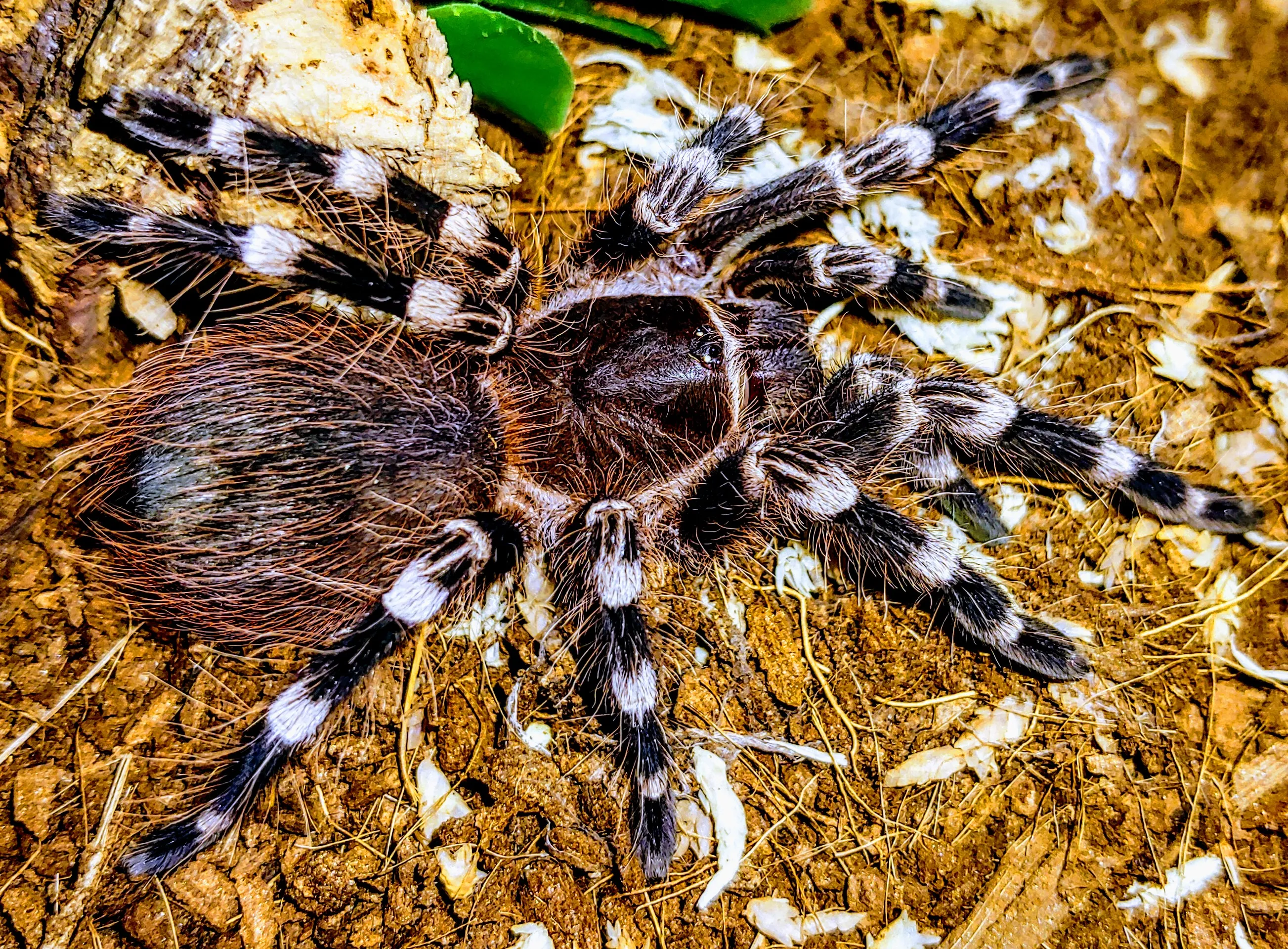 18220 tarantula morphs