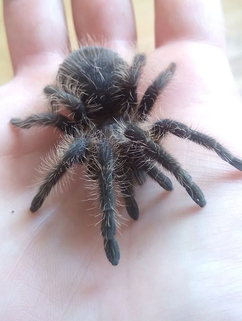 18221 honduran curly hair tarantula appearance