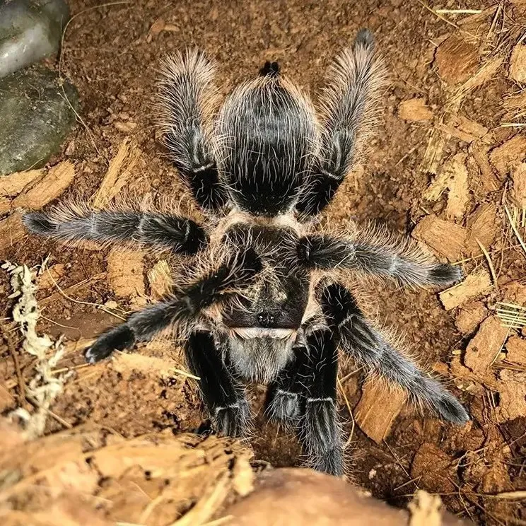 18221 honduran curly hair tarantula handling
