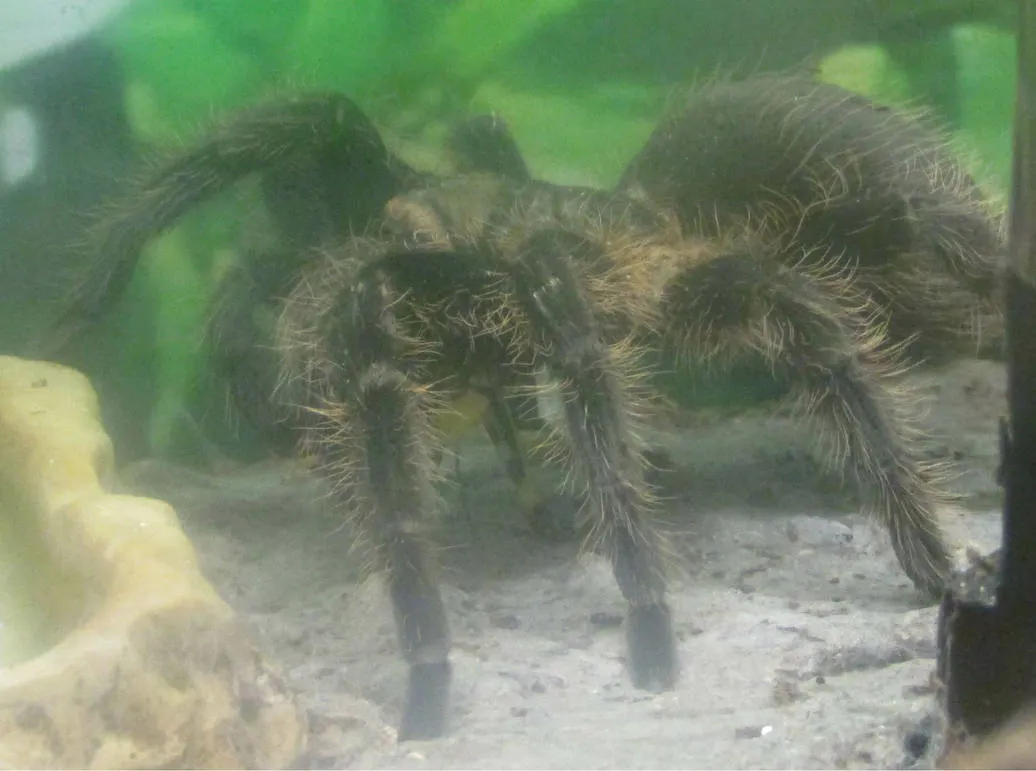 /img/18221-honduran-curly-hair-tarantula-molting.webp