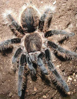 18221 honduran curly hair tarantula overview