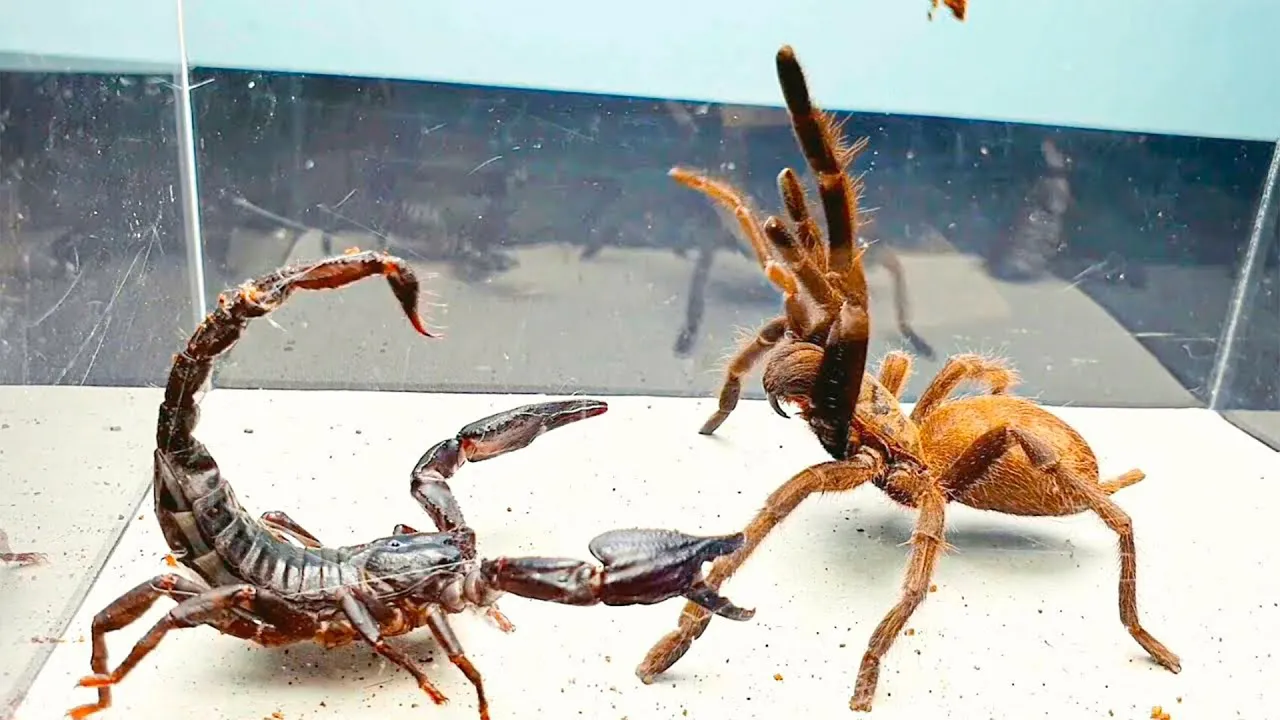 18222 tarantula scorpion fight image2