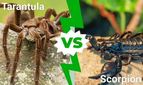 18222 tarantula scorpion fight image3