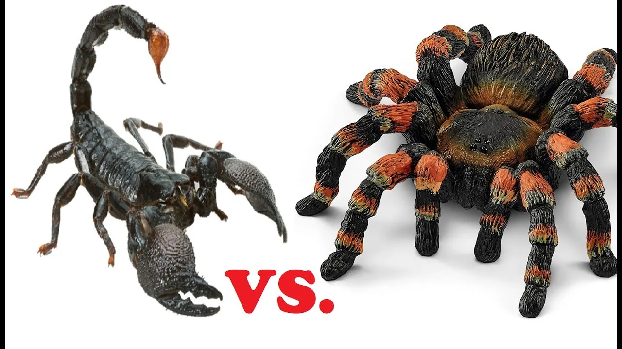 /img/18222-tarantula-scorpion-fight-image7.webp