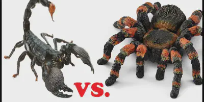 /img/18222-tarantula-scorpion-fight-image7.webp
