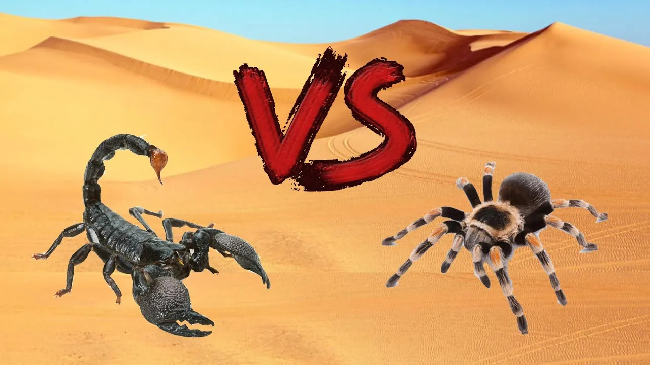 18222 tarantula scorpion image4