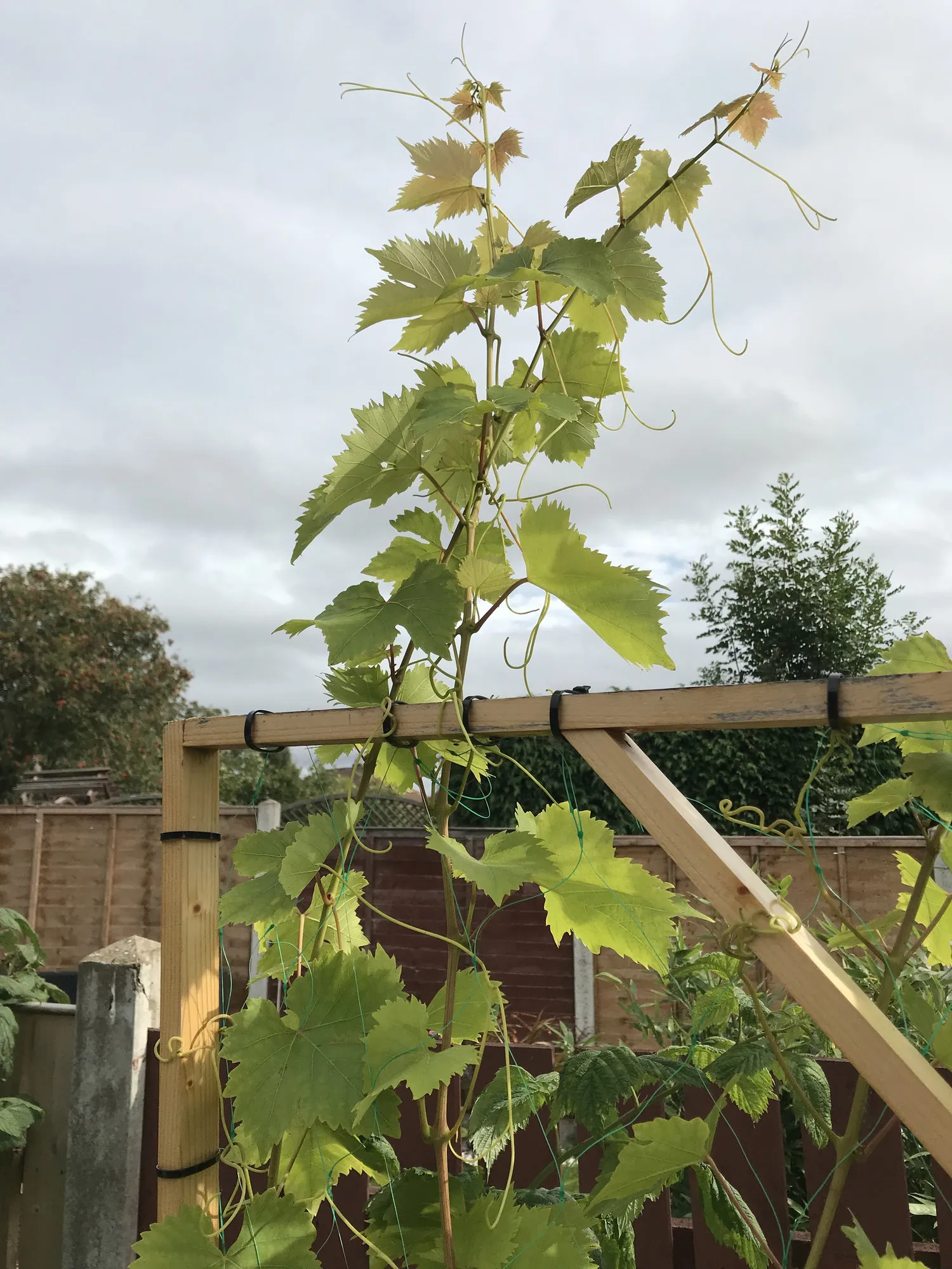 18223 grapevine tarantula molting