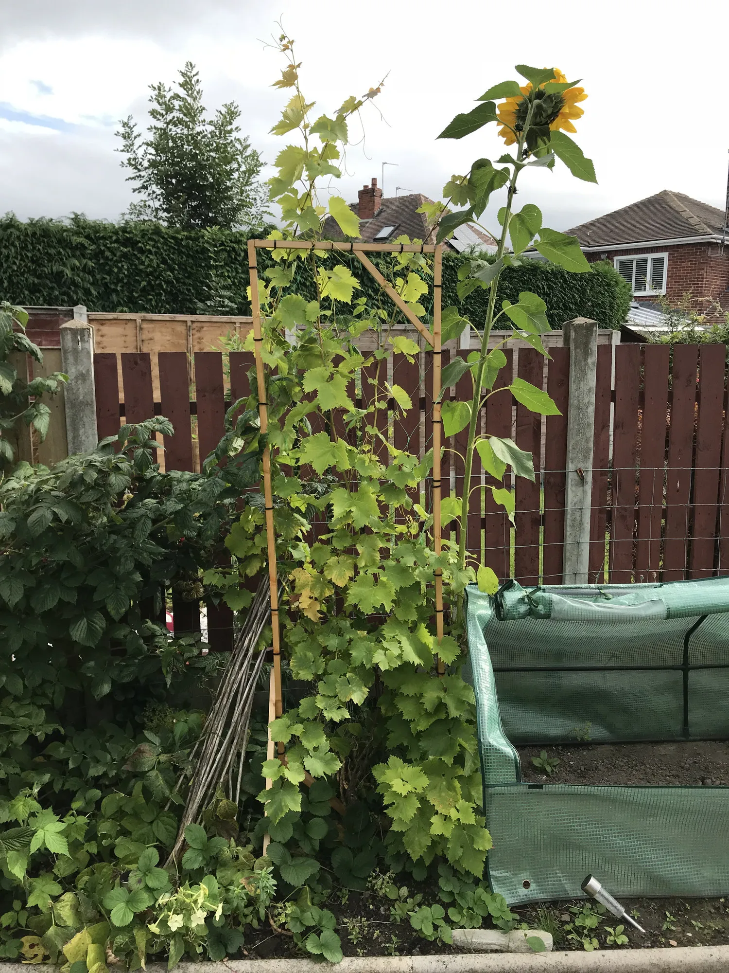 18223 grapevine tarantula texas map