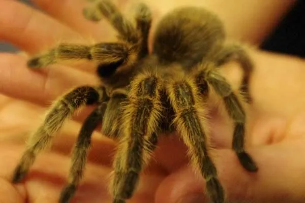 18224 rose hair tarantula care