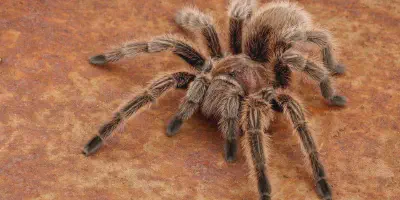 /img/18224-rose-hair-tarantula-diet.webp