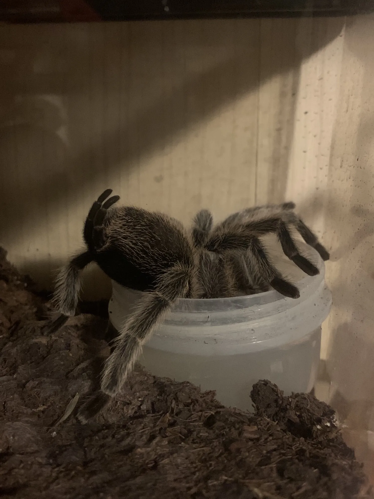 18224 rose hair tarantula molting
