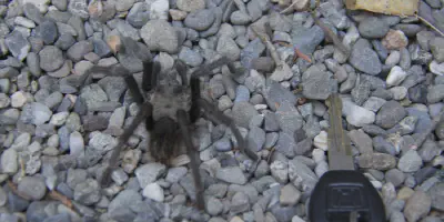 /img/18226-california-tarantula-spider-conservation.webp
