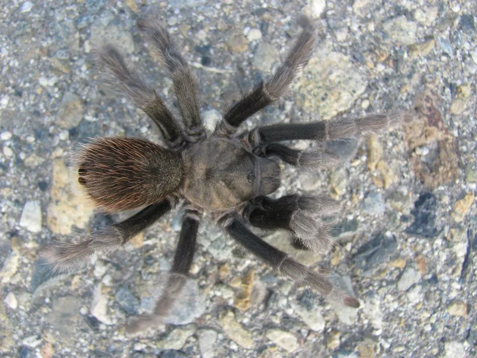 18226 california tarantula spider defensive behavior