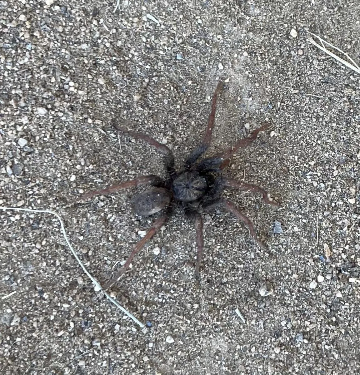18226 california tarantula spider mating