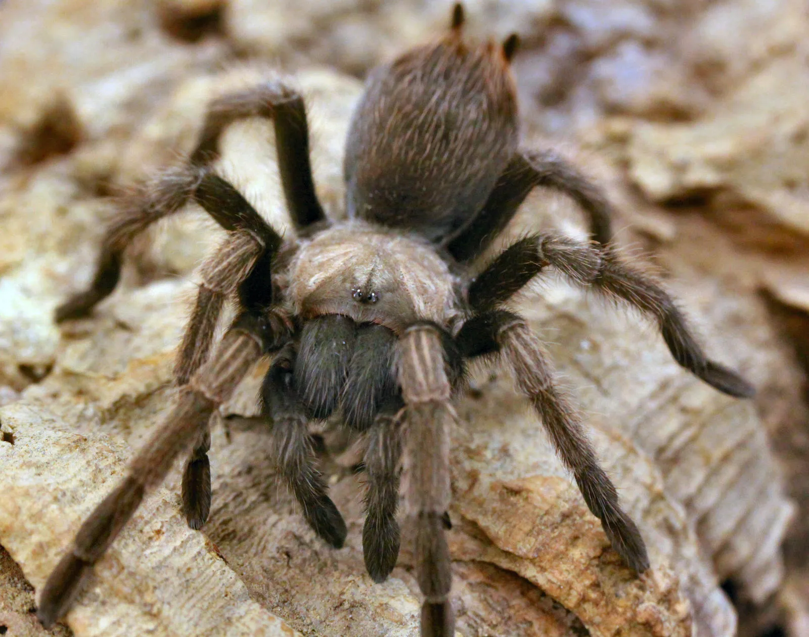 18226 california tarantula spider size