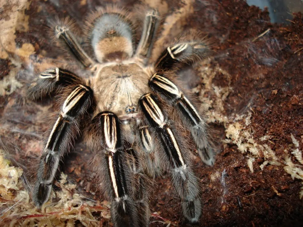 18228 tarantula forum uk advice