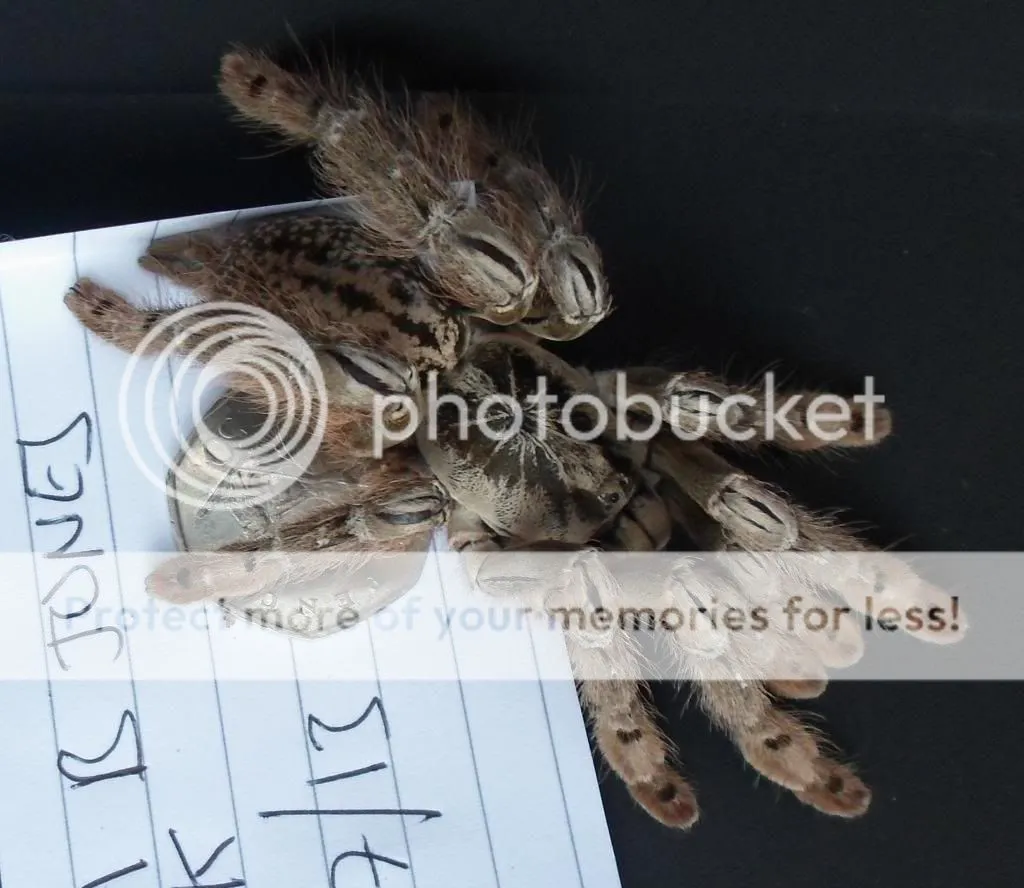 18228 tarantula forum uk buying