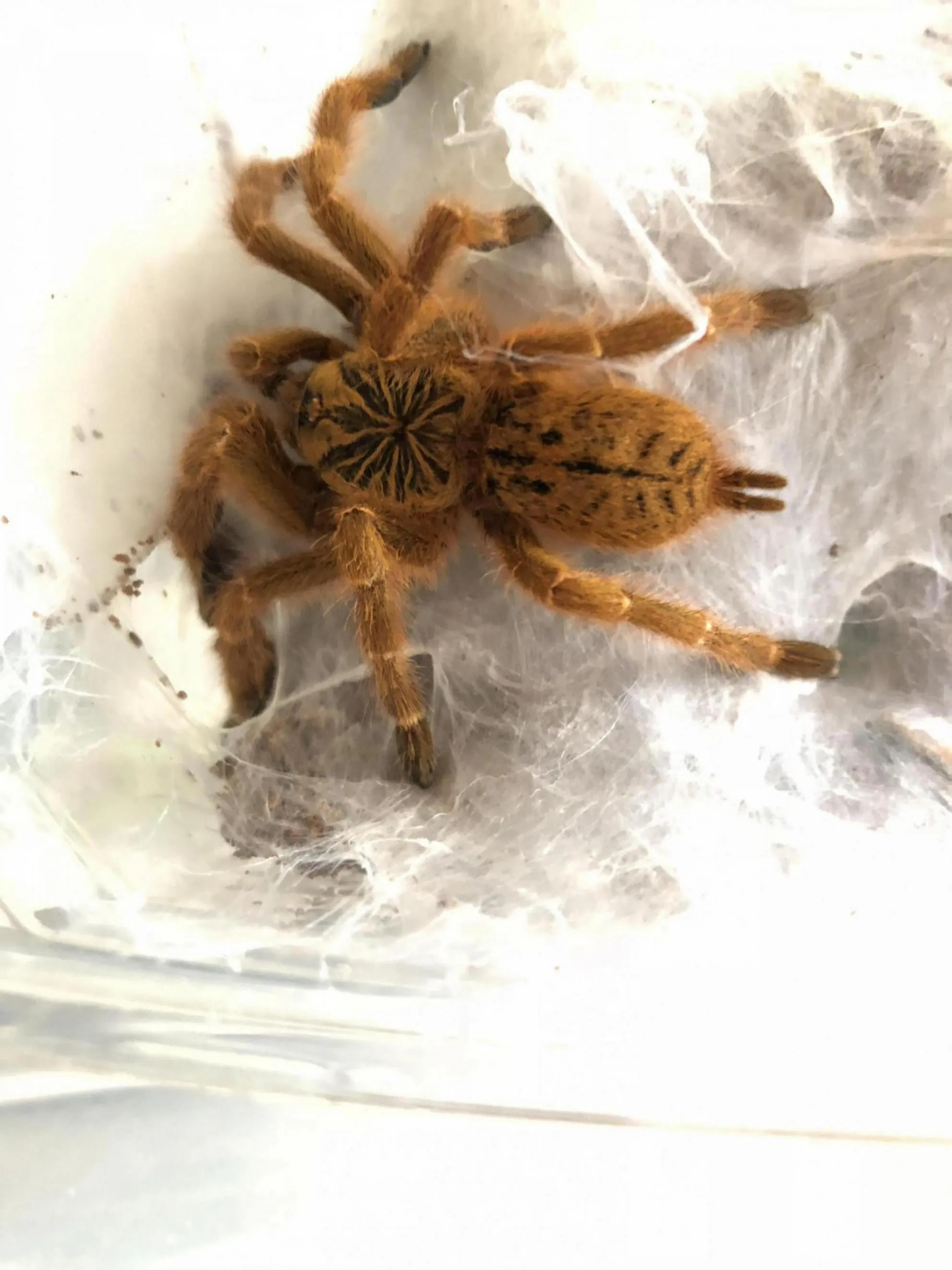 18228 tarantula forum uk species