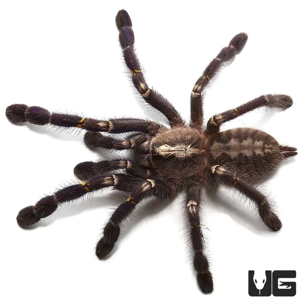 18229 sapphire ornamental tarantula image3