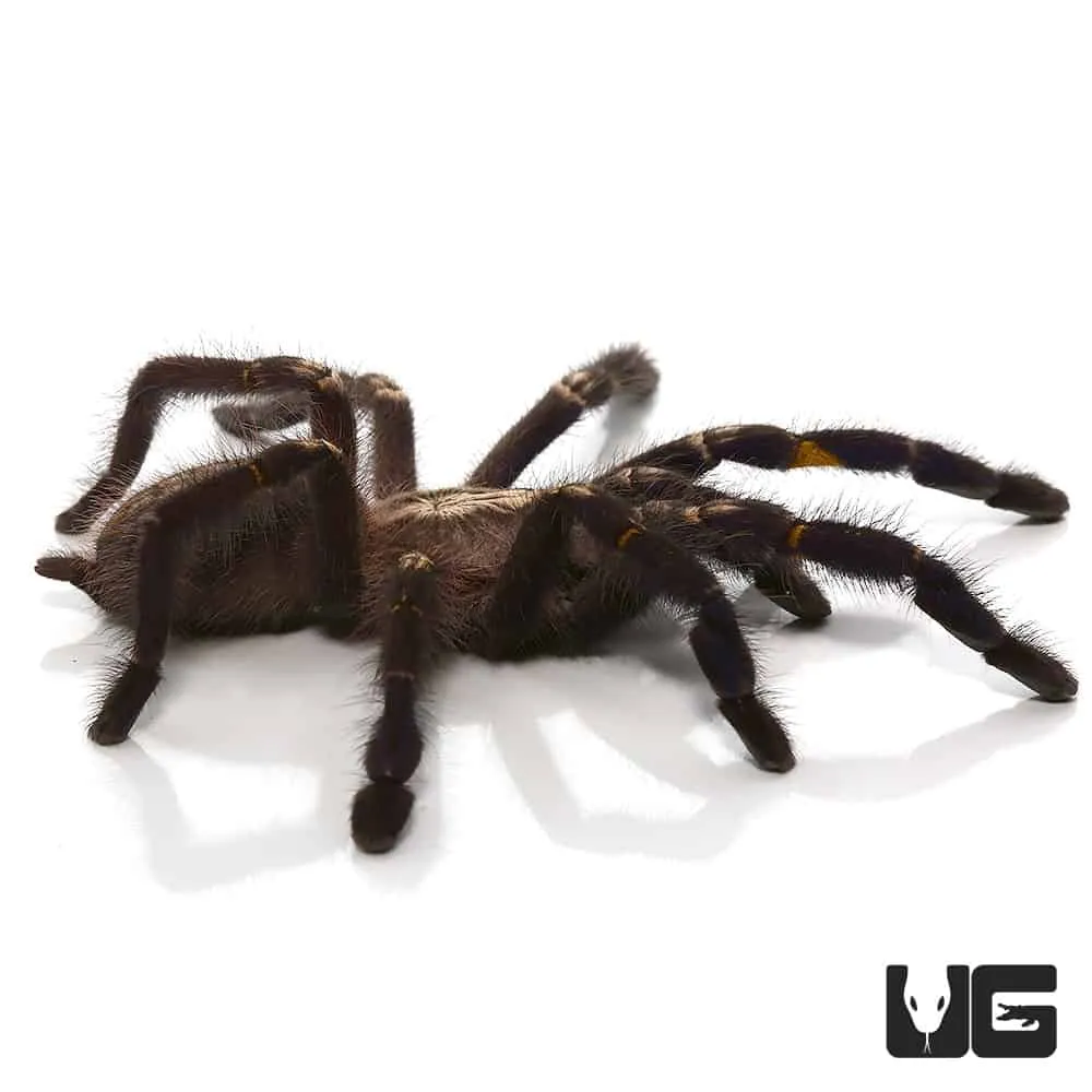 18229 sapphire ornamental tarantula image4