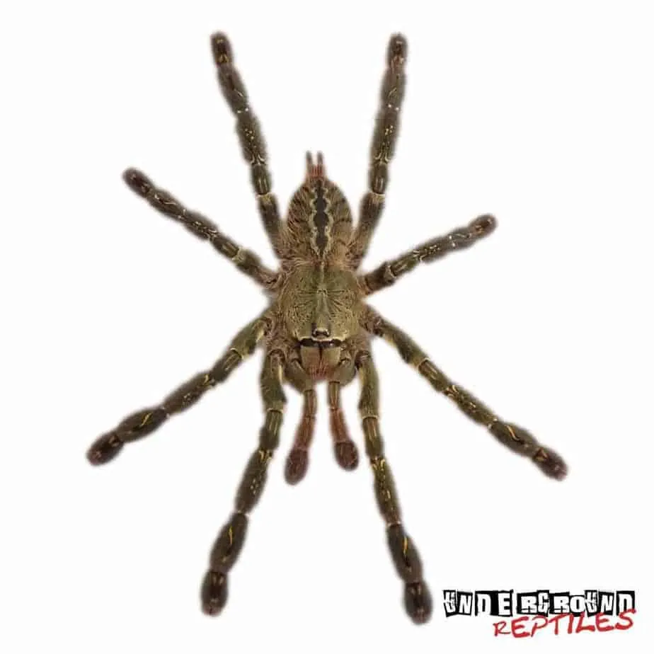 18229 sapphire ornamental tarantula image5