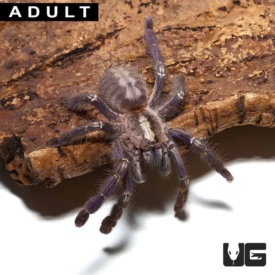 18229 sapphire ornamental tarantula image6