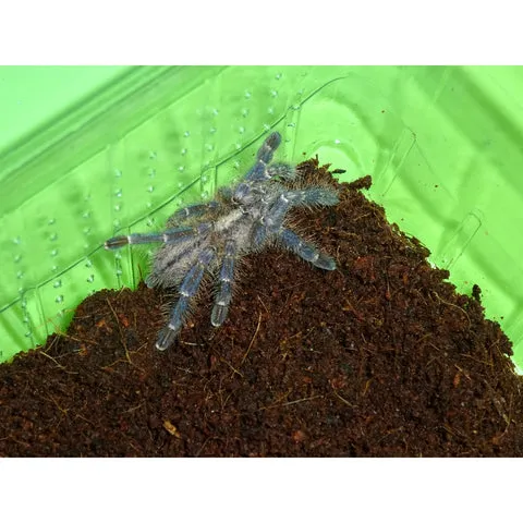 /img/18229-sapphire-ornamental-tarantula-image8.webp
