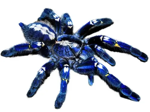 18231 tarantula for sale london 5