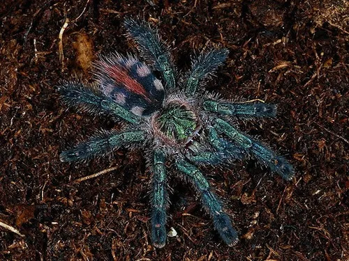 18231 tarantula for sale london 6