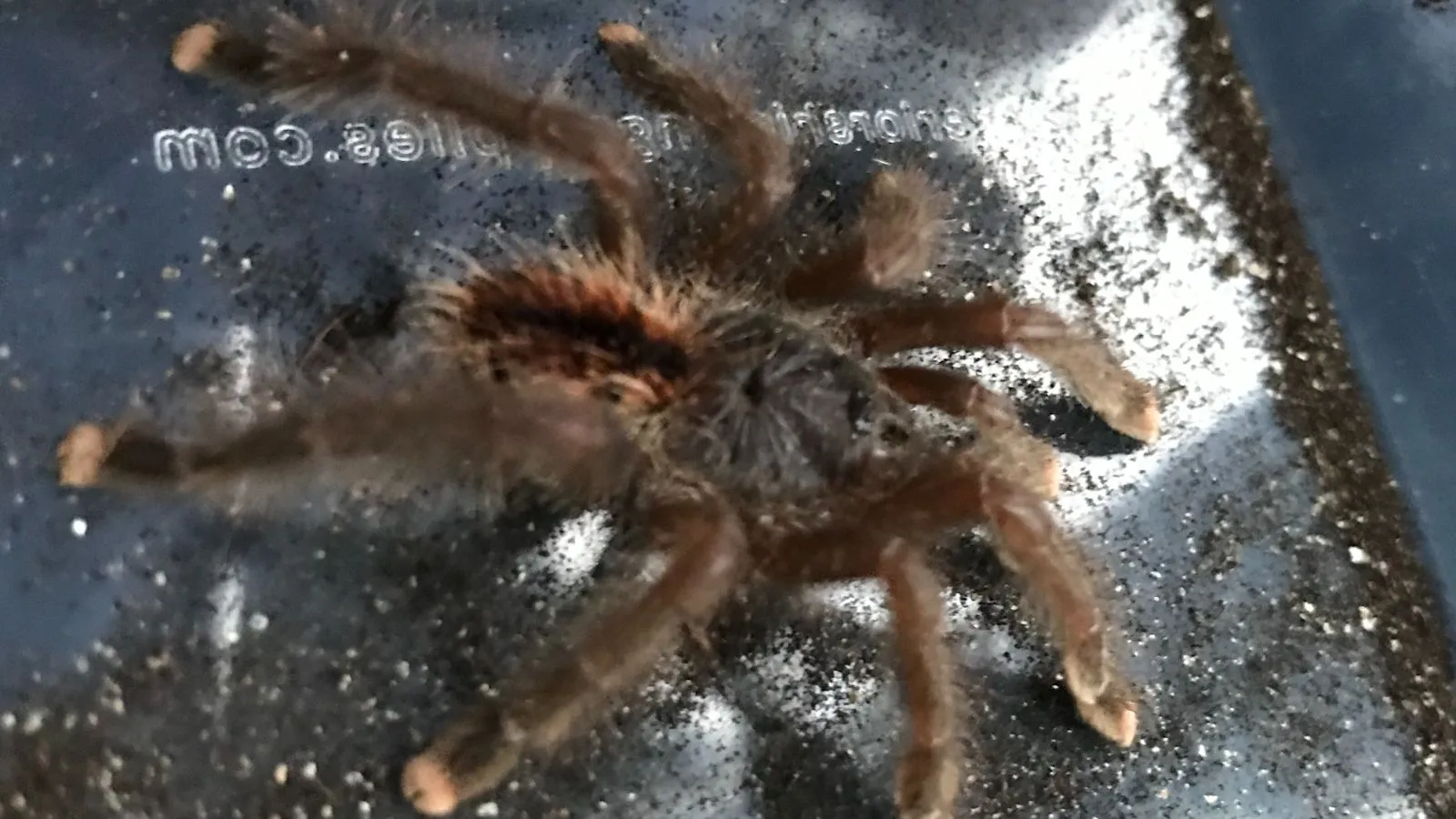 /img/18231-tarantula-for-sale-london-7.webp