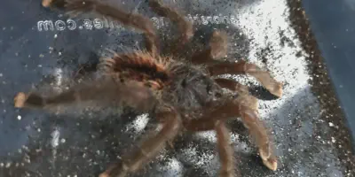 /img/18231-tarantula-for-sale-london-7.webp