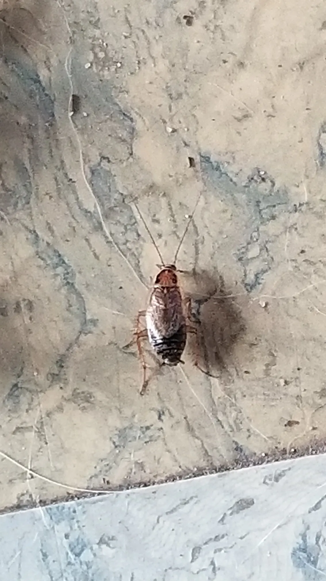 18232 breeding cockroaches