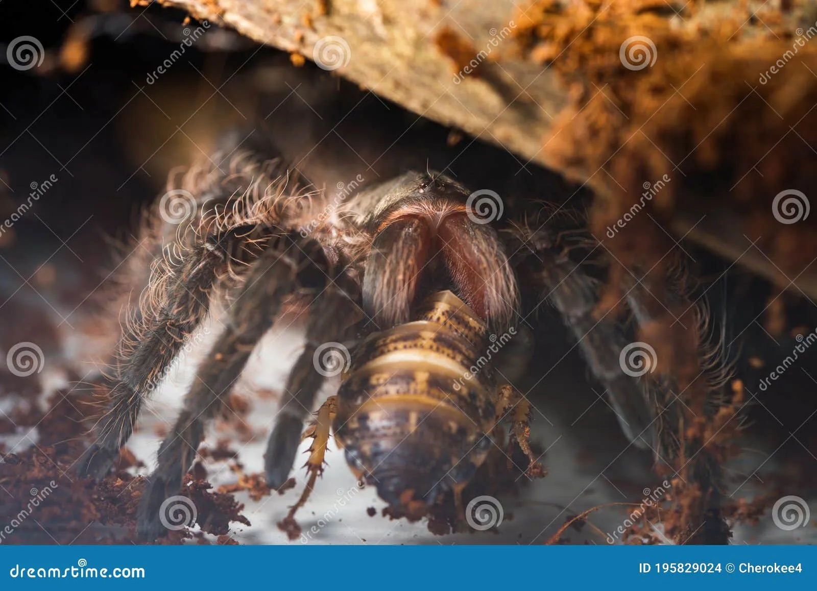 18232 cockroach nutrition