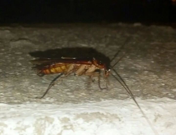 18232 feeding tarantula