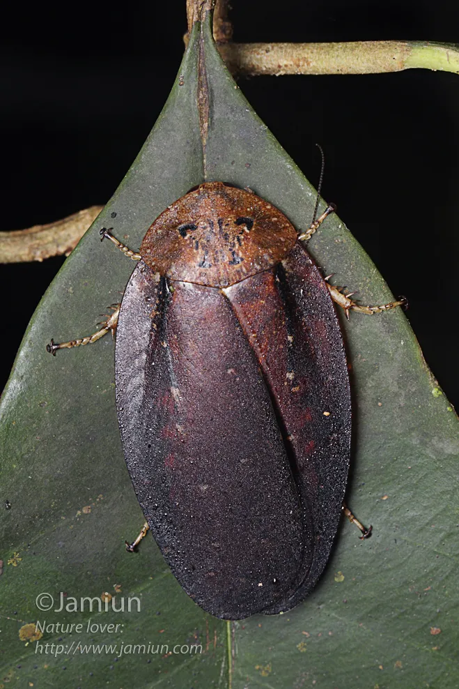 18232 tarantula health