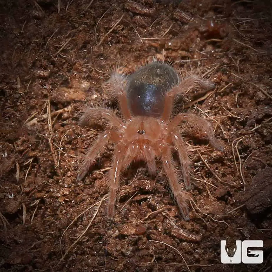 18233 chaco golden knee tarantula 4