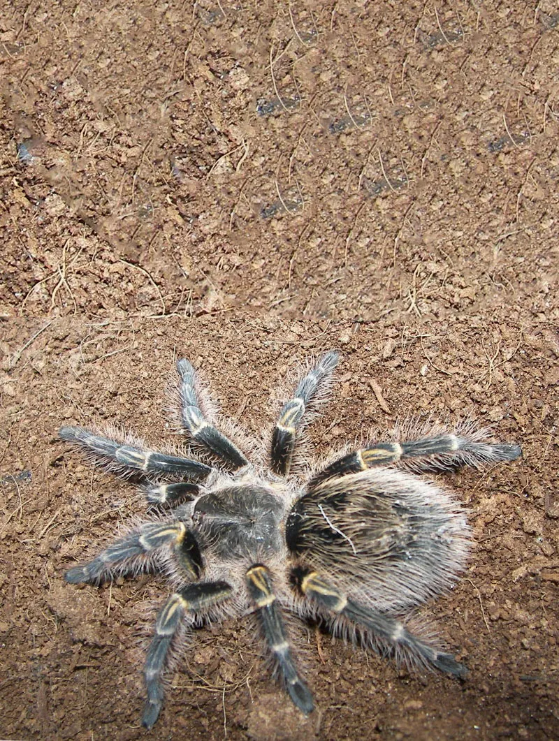 /img/18233-chaco-golden-knee-tarantula-6.webp