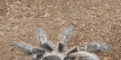 /img/18233-chaco-golden-knee-tarantula-6.webp