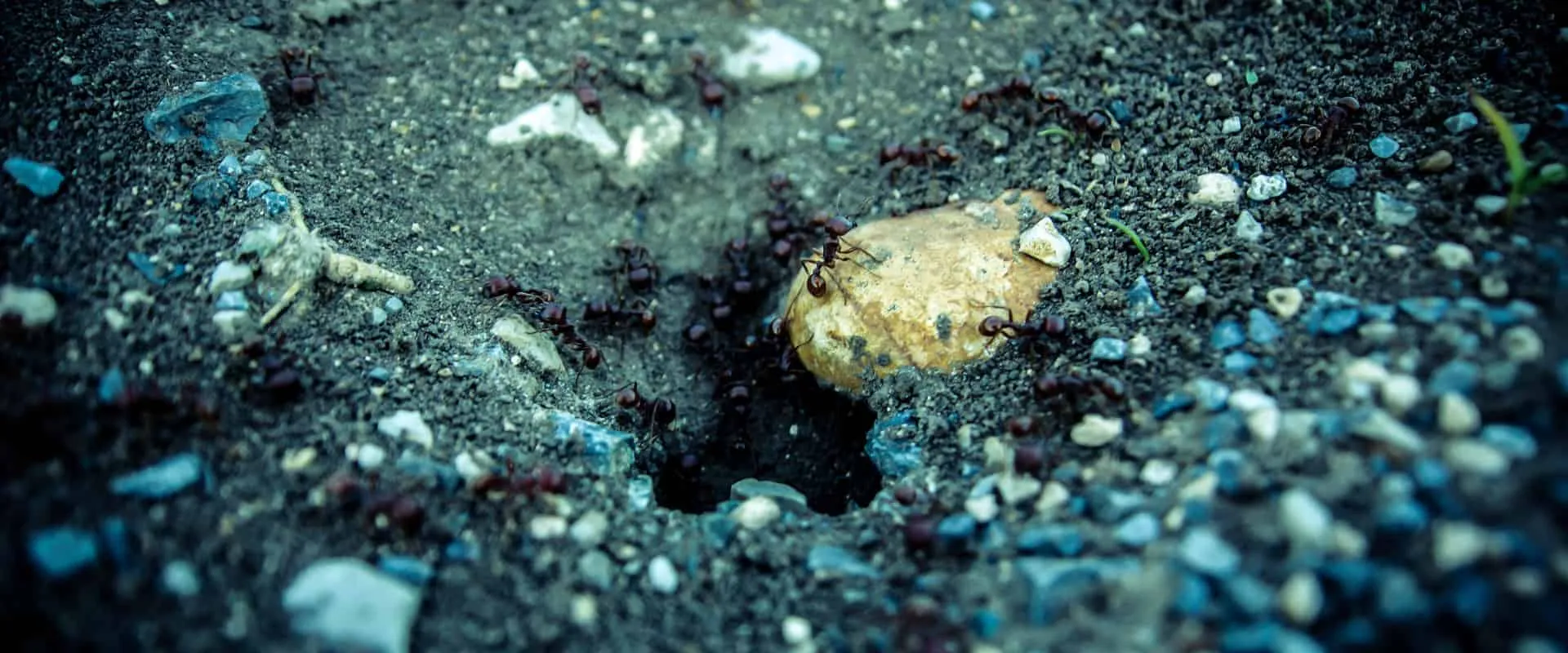 18234 fire ants tarantula