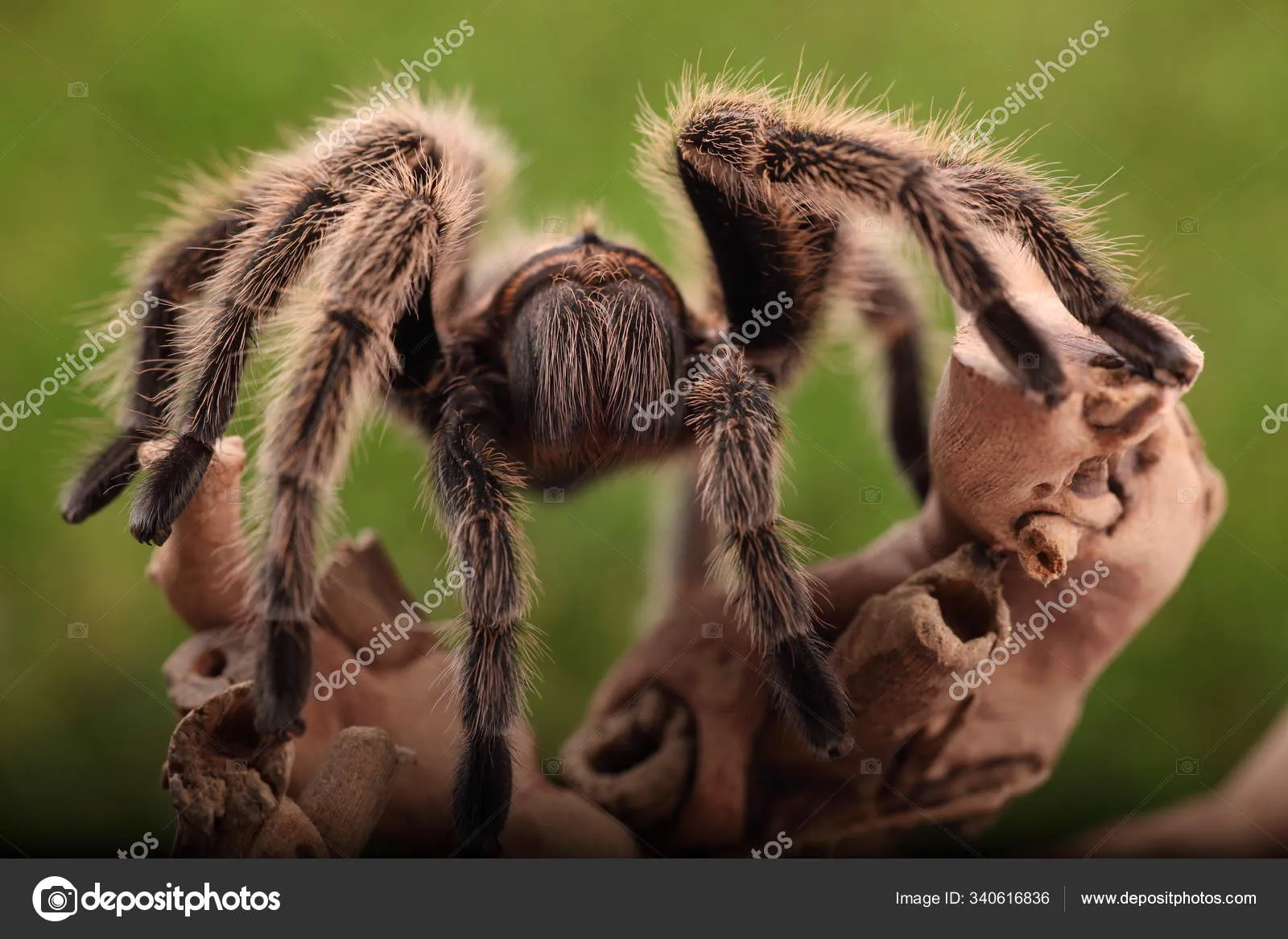 18234 tarantula and ants