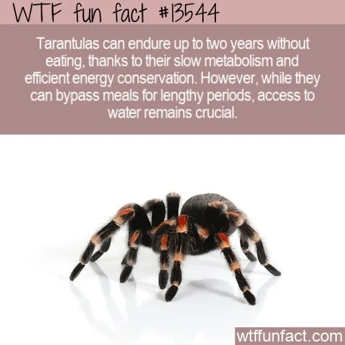 18236 dehydrated tarantula symptoms