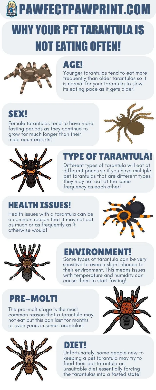18236 healthy tarantula