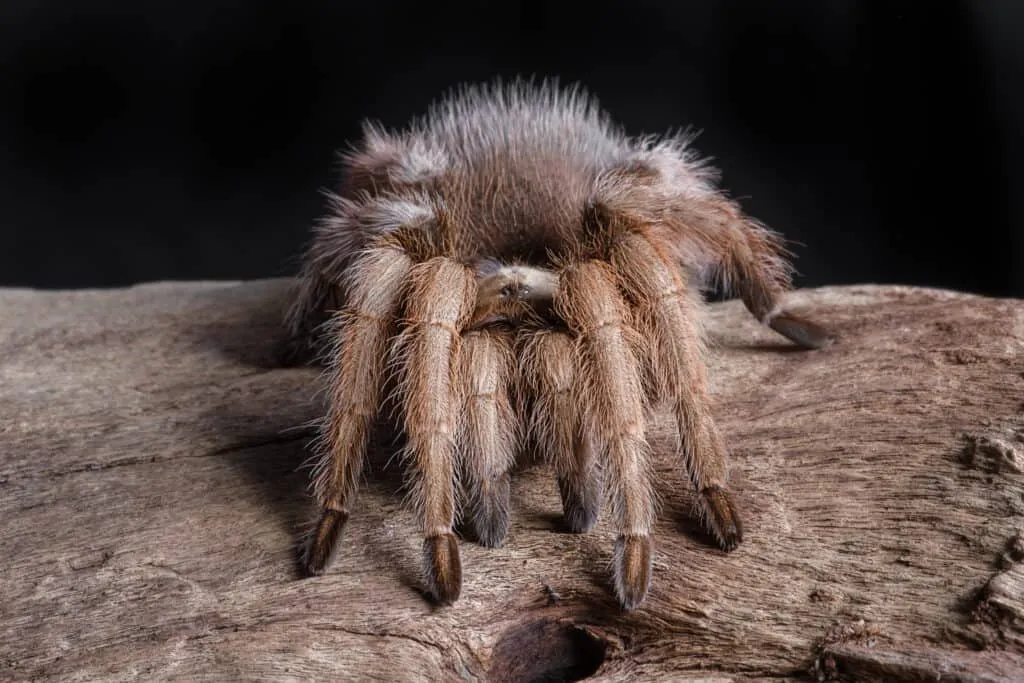 /img/18236-tarantula-water-source.webp