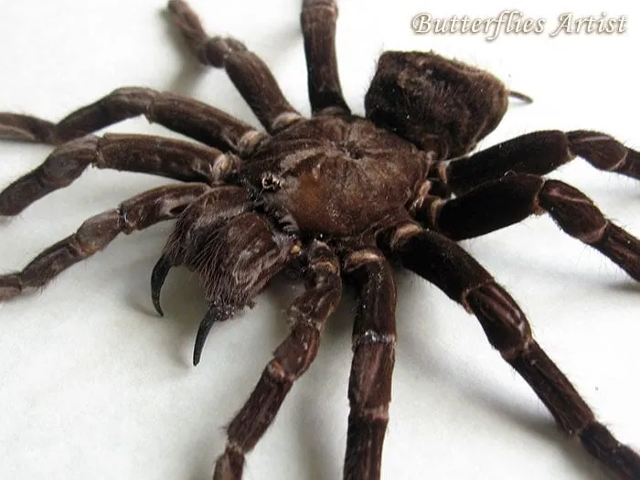18240 goliath bird eating tarantula image2