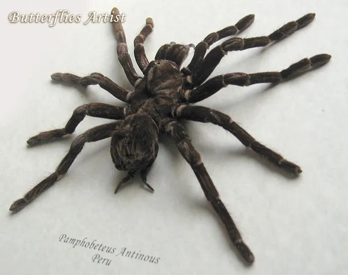 18240 goliath bird eating tarantula image3