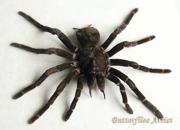 18240 goliath bird eating tarantula image4