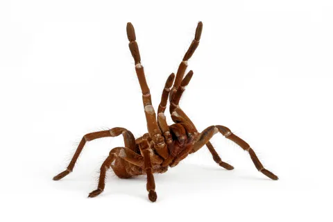 18240 goliath bird eating tarantula image5